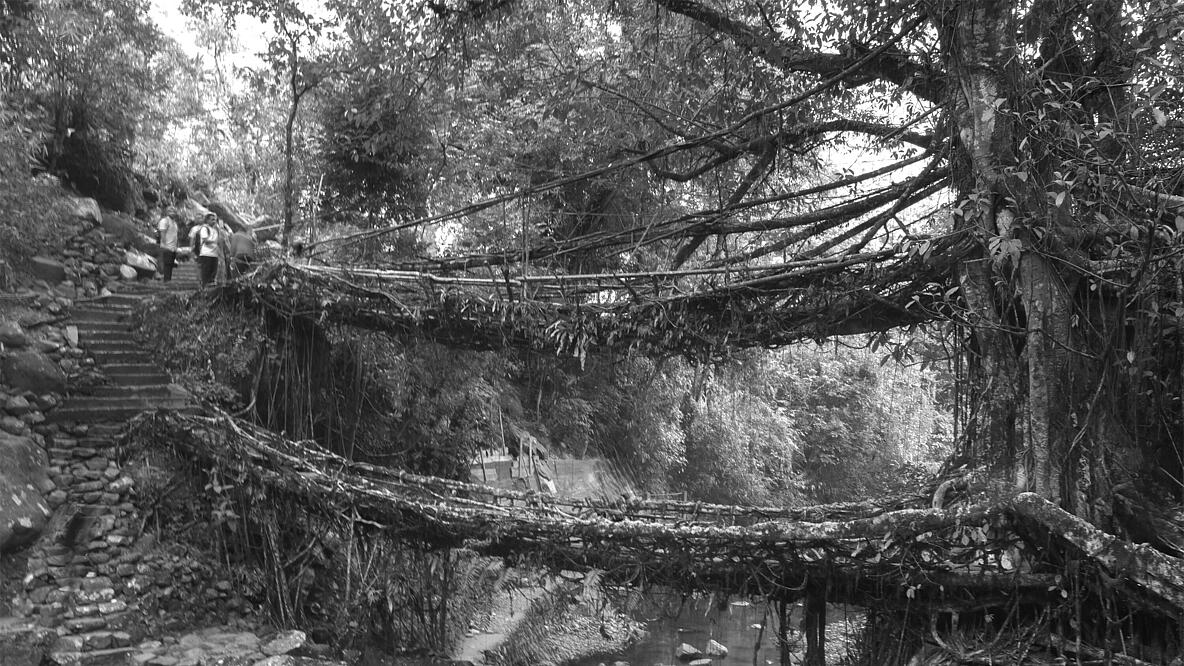 Zwei Stränge aus Wurzeln bilden eine Brücke und führen über einen Fluß