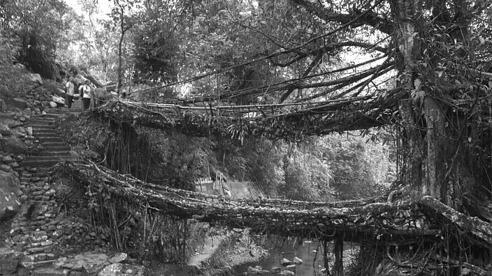 Zwei Stränge aus Wurzeln bilden eine Brücke und führen über einen Fluß